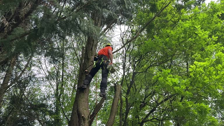 Best Root Management and Removal  in Berwick, LA